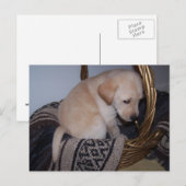 Wertvoller Labrador Postkarte (Vorne/Hinten)