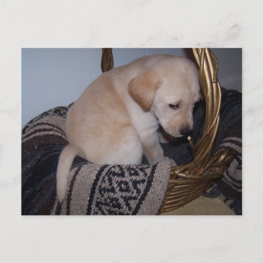 Wertvoller Labrador Postkarte (Vorderseite)