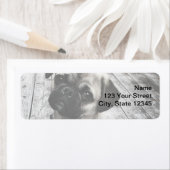 Wertvoller Mops Welpe in Schwarzweiß (Insitu)