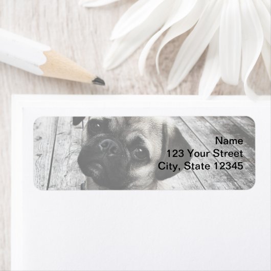 Wertvoller Mops Welpe in Schwarzweiß (Insitu)