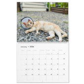 Wertvoller Paws-2025-Kalender Kalender (Jan 2026)
