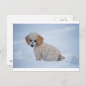 Wertvoller Welpe im Schnee Postkarte (Vorne/Hinten)