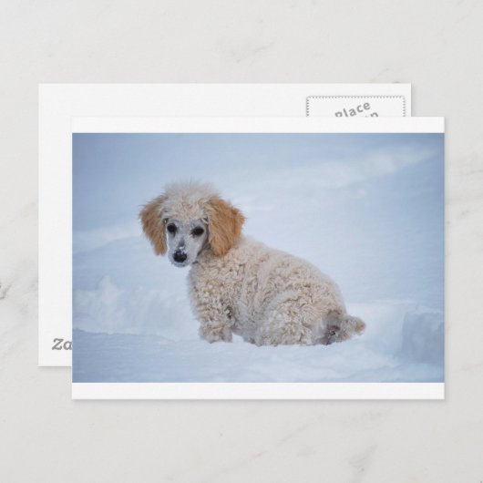 Wertvoller Welpe im Schnee Postkarte (Vorne/Hinten)