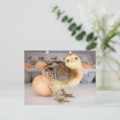 Wertvolles Baby Chick und Eier Postkarte (Stehend Vorderseite)