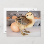 Wertvolles Baby Chick und Eier Postkarte (Vorne/Hinten)