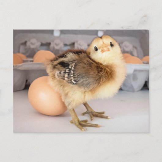 Wertvolles Baby Chick und Eier Postkarte (Vorderseite)