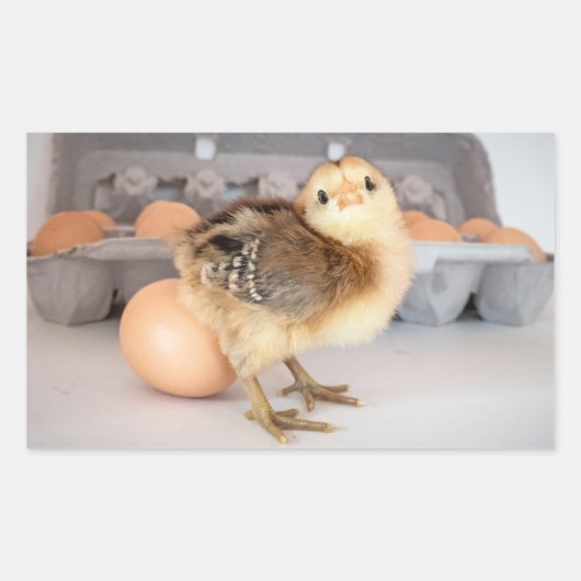 Wertvolles Baby Chick und Eier Rechteckiger Aufkleber (Vorderseite)