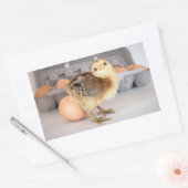 Wertvolles Baby Chick und Eier Rechteckiger Aufkleber (Umschlag)