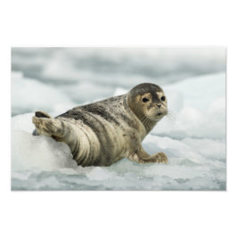 Wertvolles Baby-Siegel Fotodruck