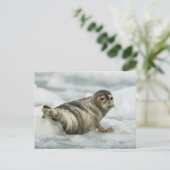 Wertvolles Baby-Siegel Postkarte (Stehend Vorderseite)