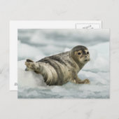 Wertvolles Baby-Siegel Postkarte (Vorne/Hinten)