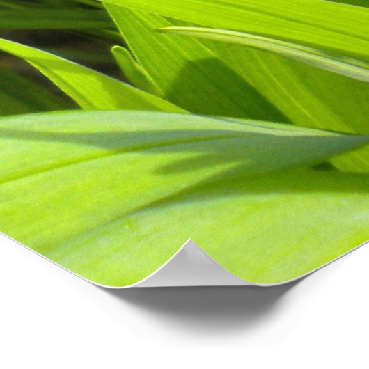 Wertvolles Jungle Kitty Poster (Ecke)