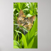 Wertvolles Jungle Kitty Poster (Vorne)
