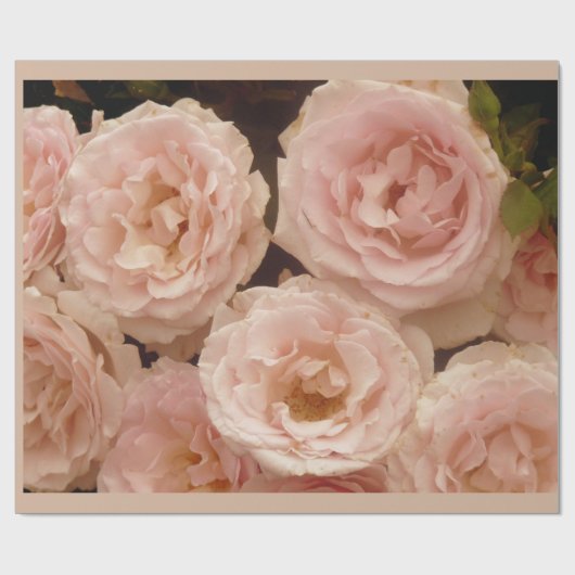 Wertvolles Rosen-Verpackungs-Papier Geschenkpapier (Flach)