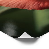 Wesensgehalt der Rose Poster (Ecke)