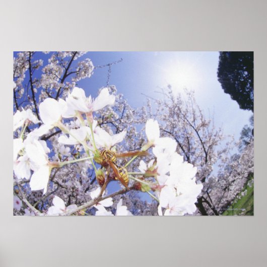 Wespe auf dem Kirschblossom, nah Poster (Vorne)