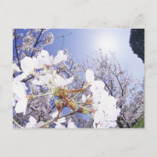 Wespe auf dem Kirschblossom, nah Postkarte