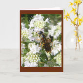 Wespe auf Gebirgsminze in der Karte (Gelbe Blume)