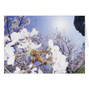 Wespe auf Kirschblüte, nahes hohes