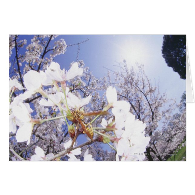 Wespe auf Kirschblüte, nahes hohes (Vorderseite (Horizontal))