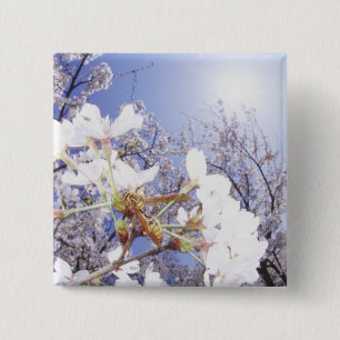 Wespe auf Kirschblüte, nahes hohes Button