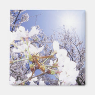 Wespe auf Kirschblüte, nahes hohes Magnet