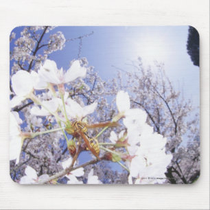 Wespe auf Kirschblüte, nahes hohes Mousepad