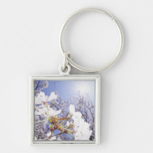 Wespe auf Kirschblüte, nahes hohes Schlüsselanhänger