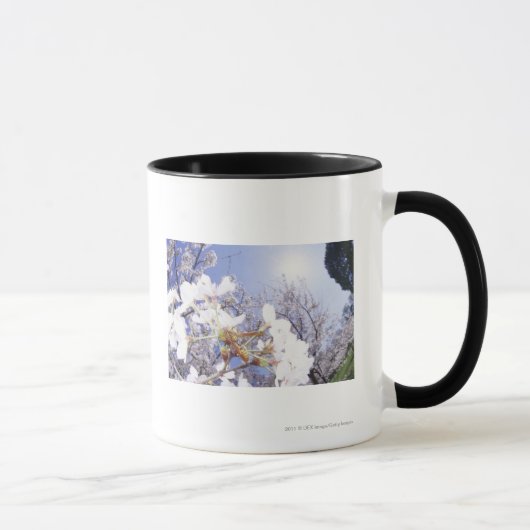Wespe auf Kirschblüte, nahes hohes Tasse (Rechts)