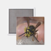 Wespe Magnet (Vorderseite/Rückseite)