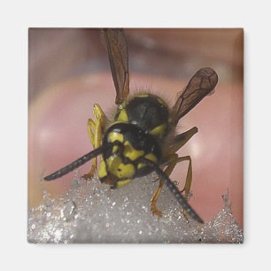 Wespe Magnet