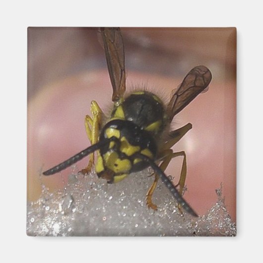 Wespe Magnet (Vorne)