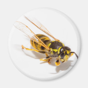 Wespe Magnet