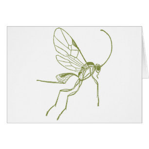 Wespe, Meteorus Hyphantria