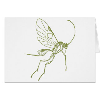 Wespe, Meteorus Hyphantria