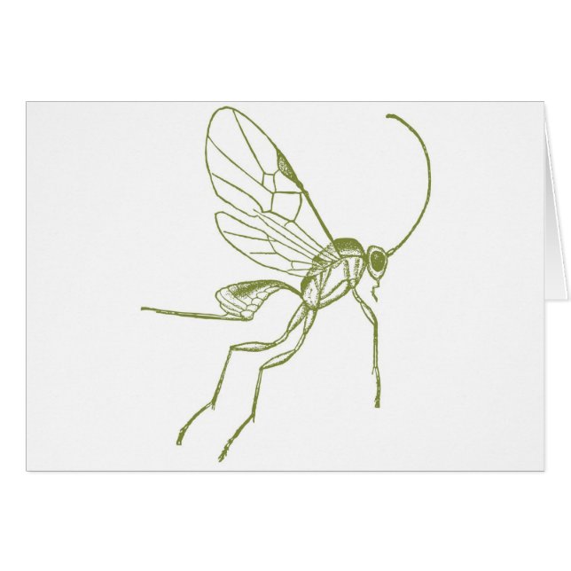 Wespe, Meteorus Hyphantria (Vorderseite (Horizontal))