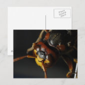Wespe Postkarte (Vorne/Hinten)