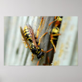 Wespennest Poster (Vorne)