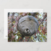 Wespennest Postkarte (Vorne/Hinten)