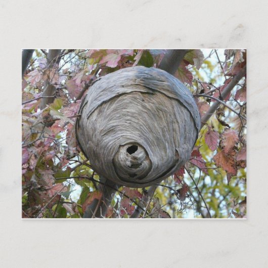 Wespennest Postkarte (Vorderseite)