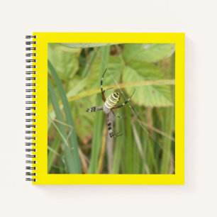 Wespenspinne Fotografie Quadratisches Notizbuch
