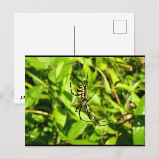 Wespenspinne im Grünen Postkarte (Vorne/Hinten)