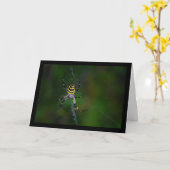 Wespenspinne, Radnetzspinne Karte (Gelbe Blume)