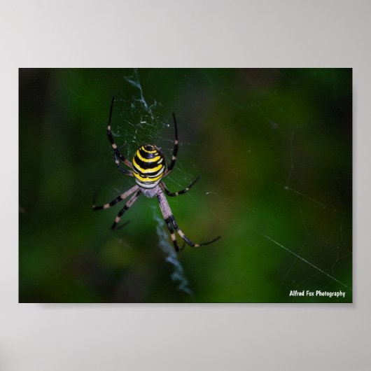 Wespenspinne, Radnetzspinne Poster (Vorne)