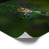 Wespenspinne, Radnetzspinne Poster (Ecke)
