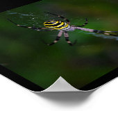 Wespenspinne, Radnetzspinne Poster (Ecke)