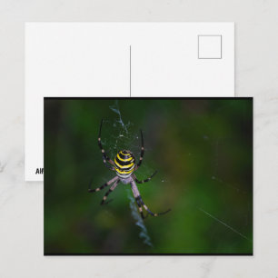 Wespenspinne, Radnetzspinne Postkarte