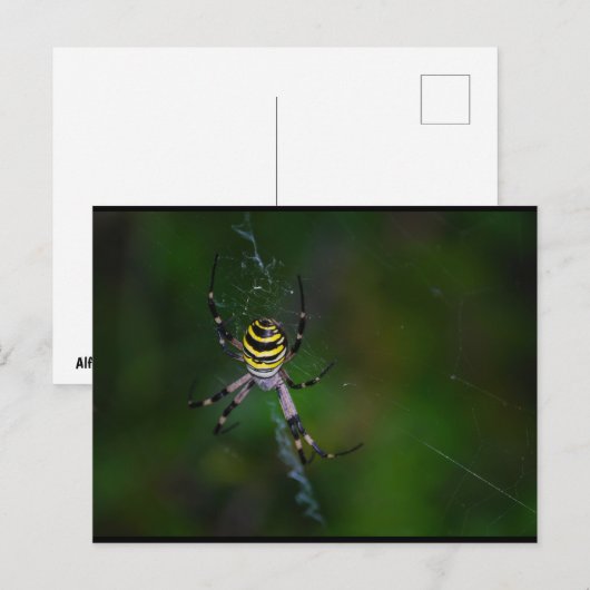 Wespenspinne, Radnetzspinne Postkarte (Vorne/Hinten)