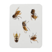 Wespenstudien - Julie de Graag Magnet (Vertikal)