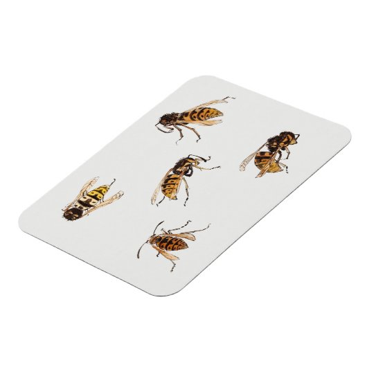 Wespenstudien - Julie de Graag Magnet (Linke Seite)